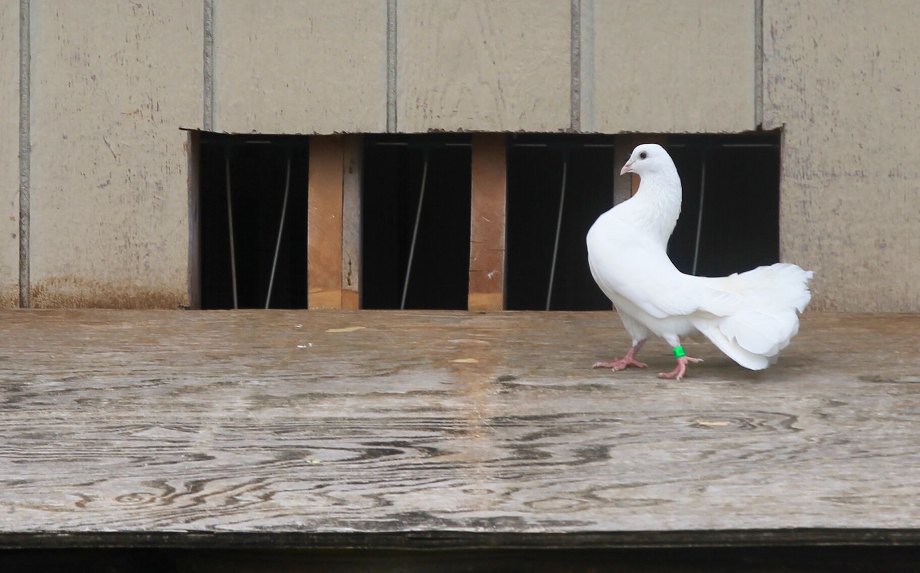 dropper bird